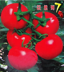 进口番茄种子 以色列7号,山东寿光丽林蔬菜种子公司, 中国蔬菜网产品库