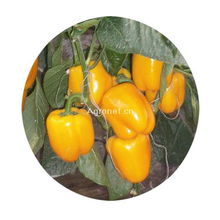 金刚果 甜椒种子 甜椒 蔬菜种子 蔬菜产品博览